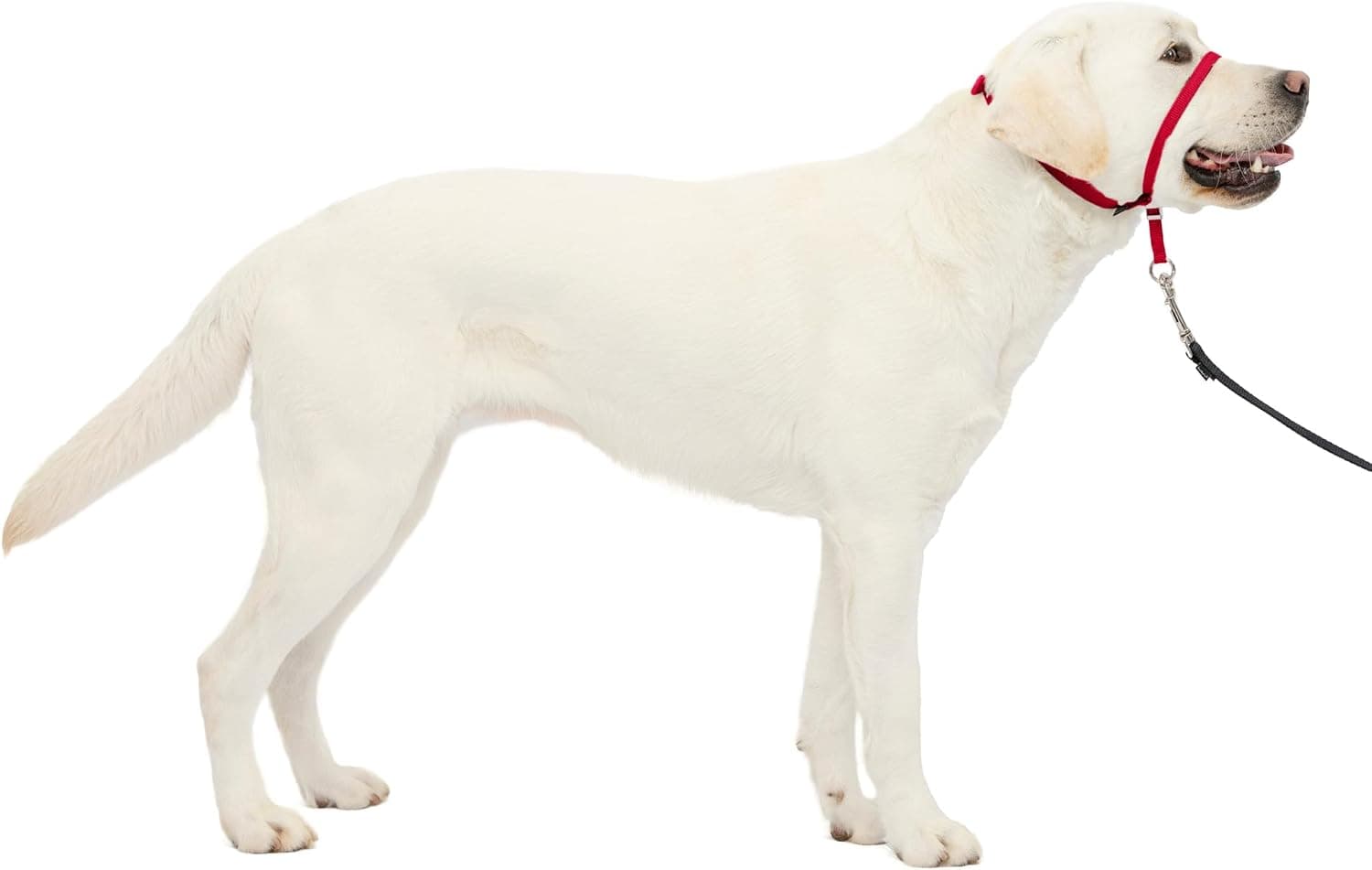PetSafe Gentle Leader Headcollar Collar para perro sin tirones - Ayuda a mejorar los paseos - Construcción de nailon duradero - Bucle acolchado para la nariz - Ajuste ajustable - Cabestro cómodo para caminar - Grande, rojo | Cabecera antitirones diseñada por veterinarios conductistas que redirige el instinto de tracción, bucle nasal acolchado de neopreno, ajuste rápido
