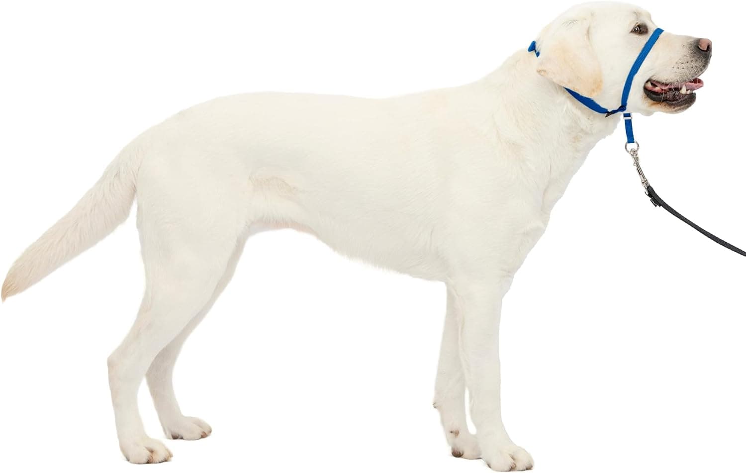 PetSafe Gentle Leader No Pull Dog Headcollar, Royal Blue, Large | Veterinary Behaviorist-Designed No-Pull Headcollar Redirects Pulling Instinct, Padded Neoprene Nose Loop, Quick-Snap Fit