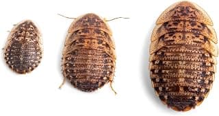 Fluker's Live Dubia Cucarachas, insectos alimentadores premium para reptiles, anfibios y arácnidos (100 unidades medianas)