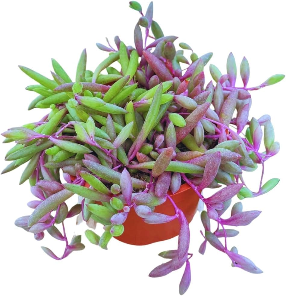 Collar de rubí Othonna Capensis de 4 pulgadas, plantas suculentas vivas, plantas suculentas totalmente enraizadas, planta de casa para decoración de oficina en el hogar, proyectos de bricolaje, regalo de fiesta por The Succulent Cult
