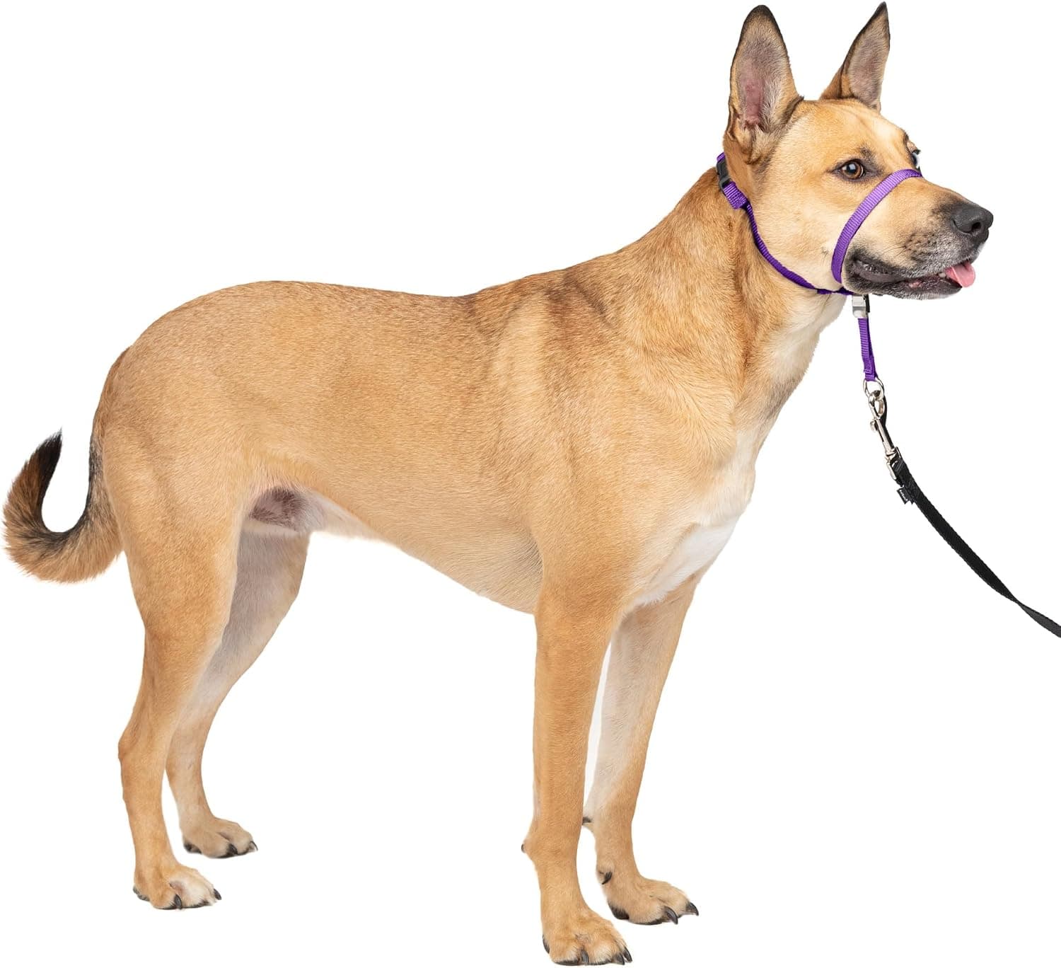 PetSafe Gentle Leader No Pull Dog Headcollar, Deep Purple, Medium | Veterinary Behaviorist-Designed No-Pull Headcollar Redirects Pulling Instinct, Padded Neoprene Nose Loop, Quick-Snap Fit