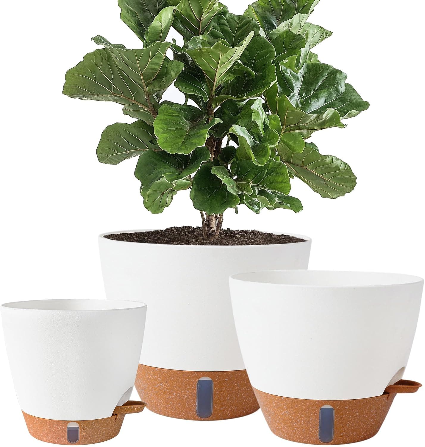 Plantas y Cultivo
