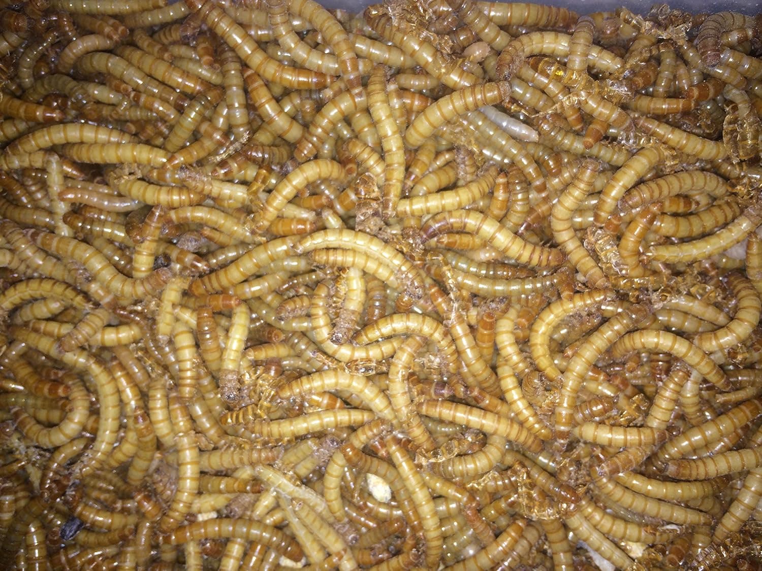 1000 ct gusanos de harina vivos, reptiles, pájaros, pollos, alimento para peces (mediano)