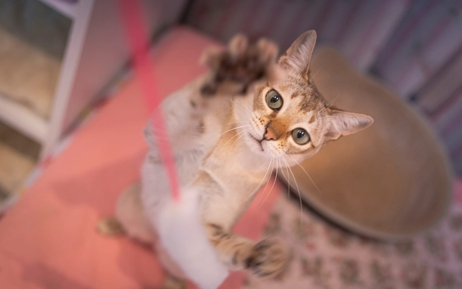 Gatos